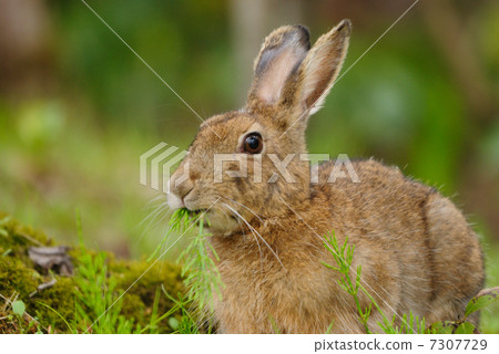 野兔 7307729