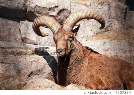 Caucasian Goat 7307824