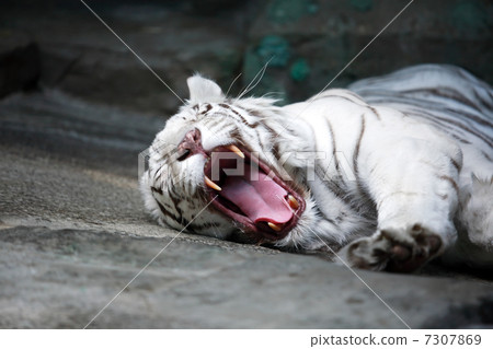 White Tiger Mouth 7307869