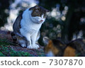 Buddha cat and mountain cat 7307870