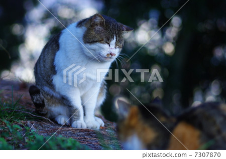 Buddha cat and mountain cat Buddha cat and mountain cat 7307870