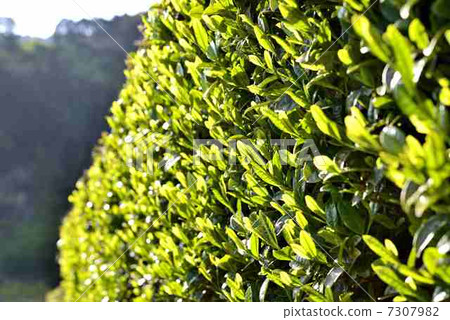 新茶 新茶 7307982