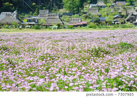 Grove and farmer 7307985