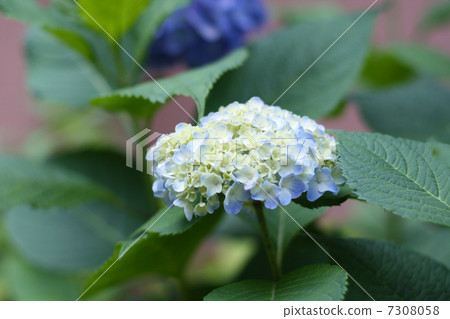 White hydrangea 7308058