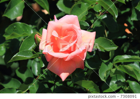 Yanzu玫瑰園橙色粉紅色玫瑰花·sunbra 93 7308091