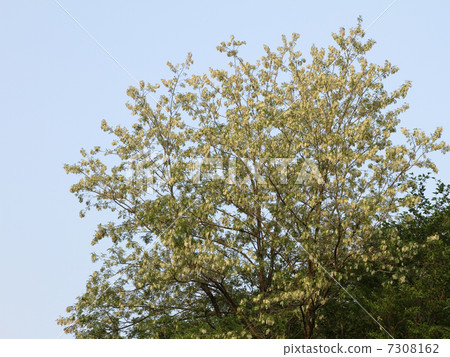 Harienge Harienge 7308162