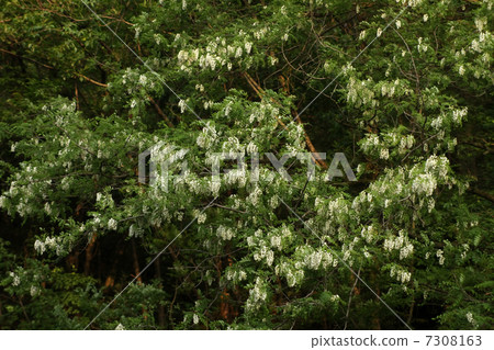 Harienge Harienge 7308163