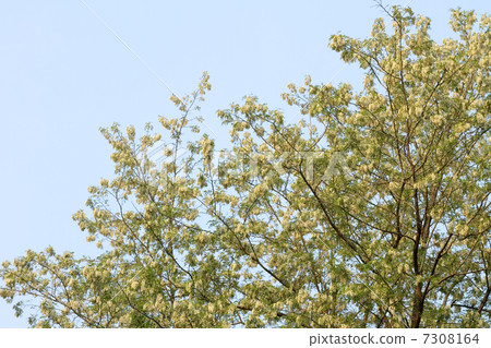 Harienge Harienge 7308164