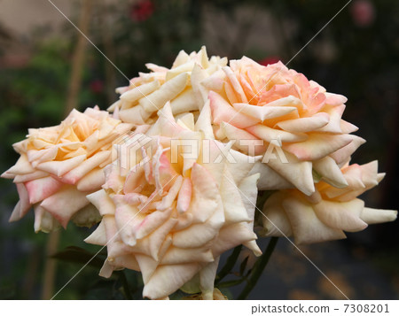 Vanilla Perfume 7308201