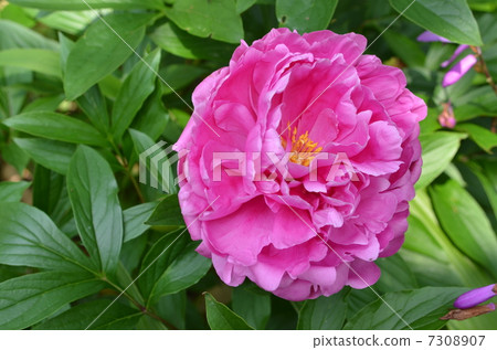 Peony root 7308907