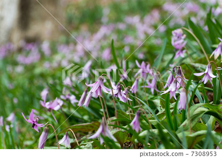 鯖魚山崖社區（多雲） 7308953