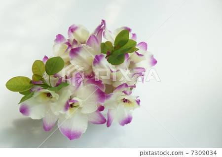 Arrangement of Dendrobium Arrangement of Dendrobium 7309034