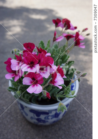 Pansy geranium 7309047