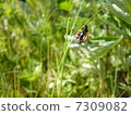 Lady bee tummy 7309082