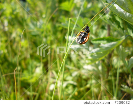 Lady bee tummy 7309082