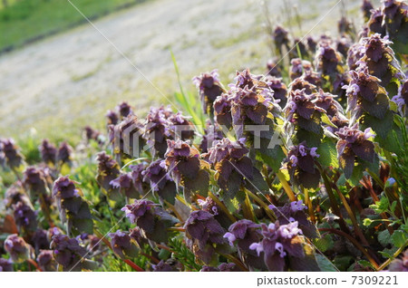 春天來了~Himeodorikosou~ 7309221