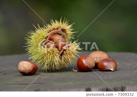 Chestnut fruit 7309332