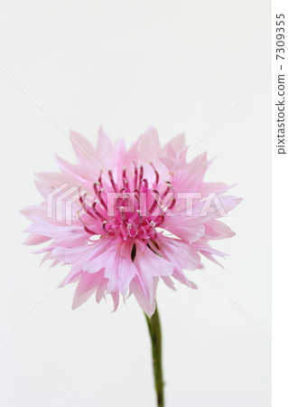 Yagurumagiku 7309355