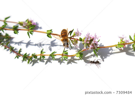 Japanese bee and Ibuki mushrooms and ants 7309484