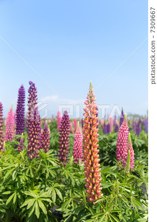 One side Lupinas 7309667
