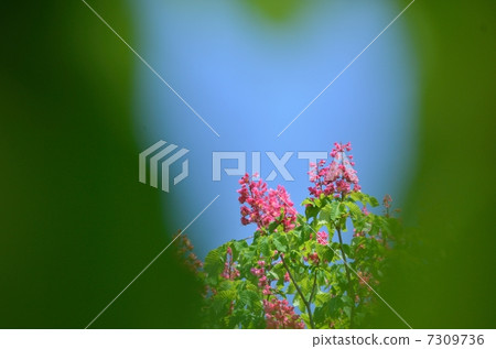 Flowers of Marronnier Flowers of Marronnier 7309736