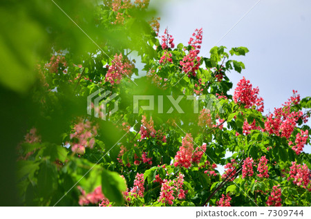 Roadside tree Roadside tree 7309744