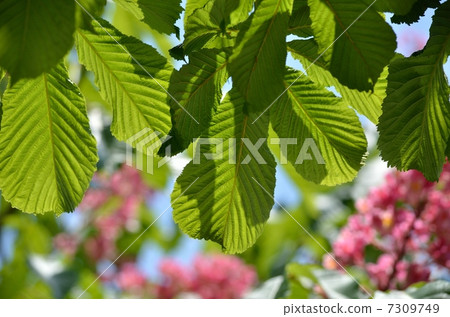 Fresh green Fresh green 7309749