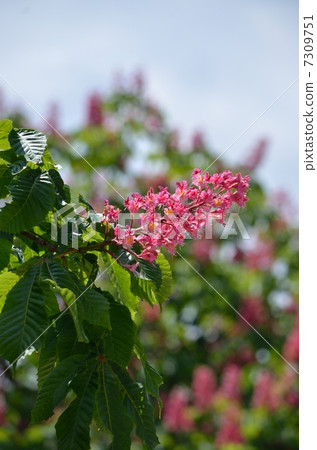 Marronier Marronier 7309751