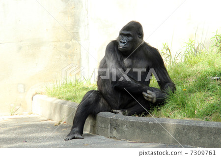 Gorilla 7309761