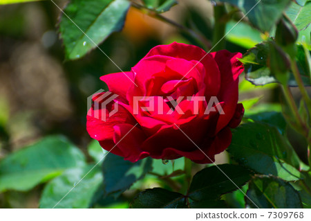 Rose varieties (Spirit of Vancouver) Drop version 7309768