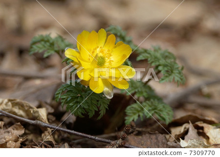 Adonis ramosa 7309770