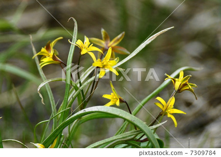 Wild flowers Kibananoamana Wild flowers Kibananoamana 7309784