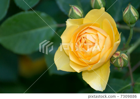 玫瑰品種（格雷厄姆托馬斯） 7309886