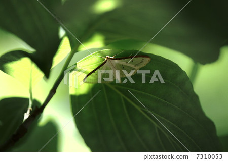 Maehae Skaoshnoyga Maehae Skaoshnoyga 7310053