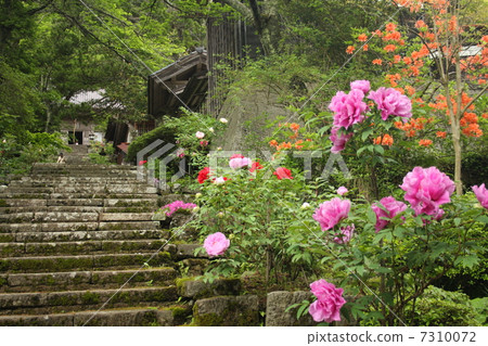 和田寺 和田寺 7310072