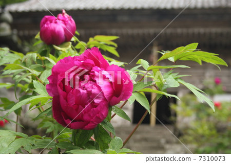 和田寺 和田寺 7310073