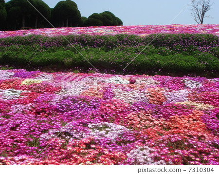  Flower garden 7310304