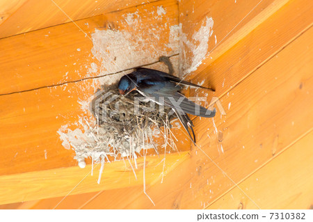 Making a swallow's nest Making a swallow's nest 7310382