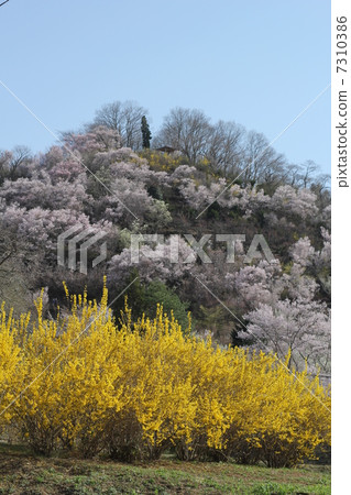 Hanamiyama 7310386
