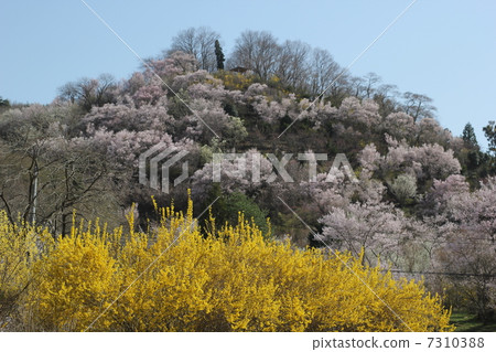 Hanamiyama 7310388