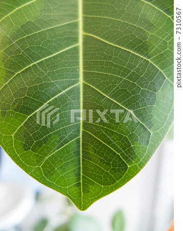 艾蒿葉花圖片素材 7310567