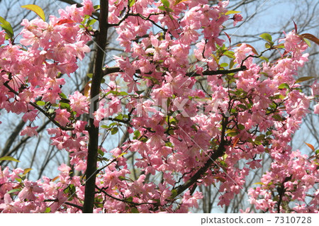 Beautiful Hanakaido 7310728