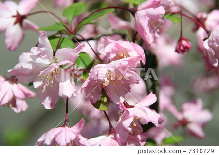 Beautiful Hanakaido Beautiful Hanakaido 7310729