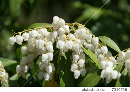 阿塞比 阿塞比 7310736