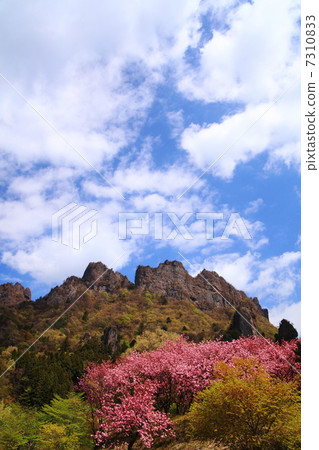 Myogi-yama and double-cherry blossoms Myogi-yama and double-cherry blossoms 7310833