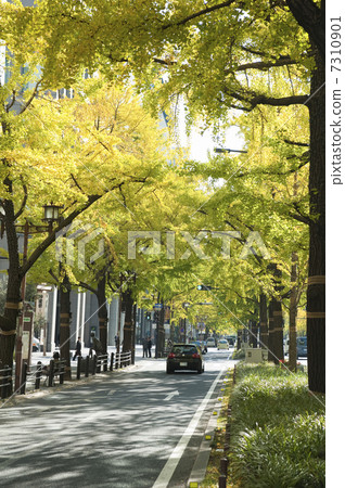 Fall Midosuji 7310901