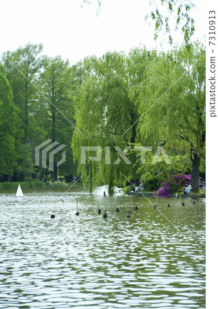 Pond of Shakujii Park 7310913