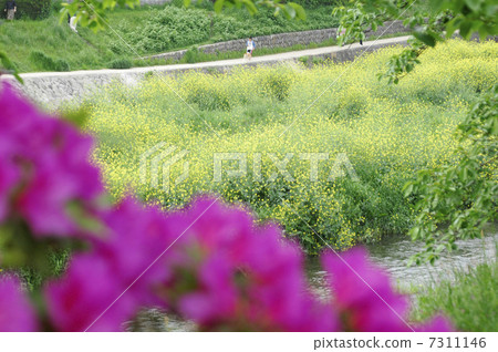 鴨川和油菜花在Kamogawa銀行 鴨川和油菜花在Kamogawa銀行 7311146