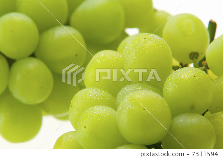 Muscat Alexandria Muscat Alexandria 7311594