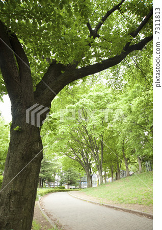 美塚公園的Zelkova 7311813